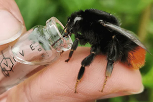 A bee perched on a person's finger tip, drinking a sugar solution from a small glass vial.