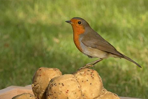 A robin standing on top of a selection of suet fat balls.
